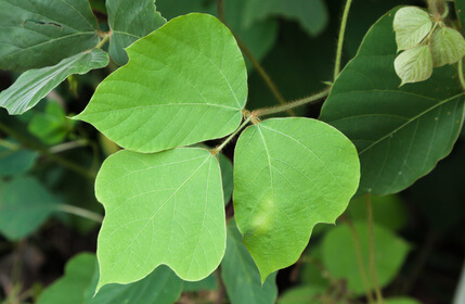 Pueraia (kudzu) als Pflanze